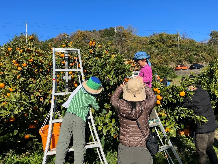 【体験学習でSDGs】みかんの総もぎ体験に行ってきた！　in 神奈川県大井町