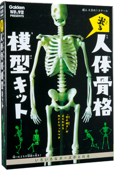 いろいろなポーズがとれる 光る人体骨格模型キット