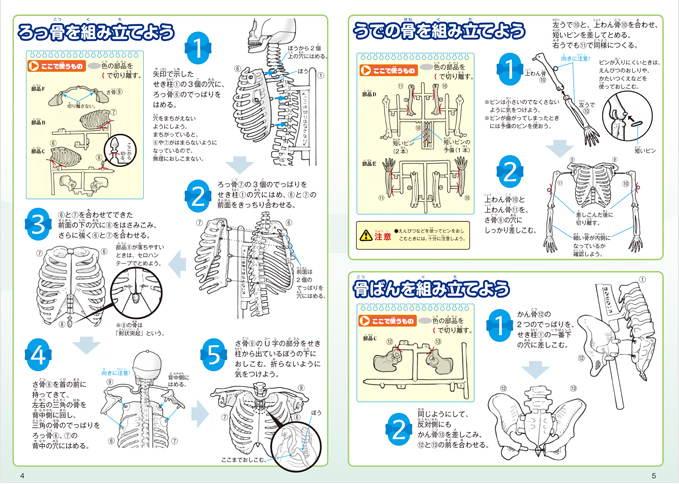 からだの骨の名前もよくわかる！