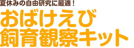 夏休みの自由研究に最適！おばけえび飼育観察キット