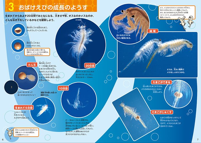 おばけえびの成長のようすがよくわかる